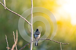 Bird (Oriental magpie-robin) in a nature wild