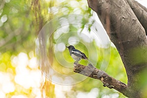 Bird (Oriental magpie-robin) in a nature wild