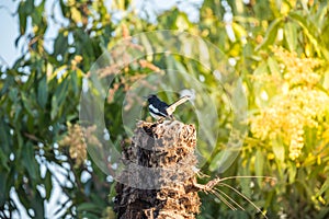 Bird (Oriental magpie-robin) in a nature wild