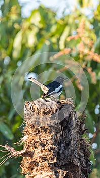 Bird (Oriental magpie-robin) in a nature wild