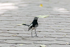 Bird (Oriental magpie-robin) in a nature wild