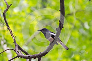 Bird (Oriental magpie-robin) in a nature wild