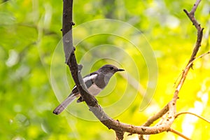 Bird (Oriental magpie-robin) in a nature wild