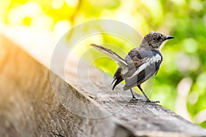 Bird (Oriental magpie-robin) in a nature wild