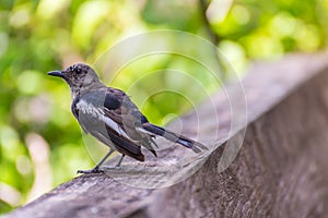 Bird (Oriental magpie-robin) in a nature wild