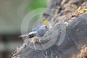 Bird (Oriental magpie-robin) in a nature wild