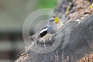 Bird (Oriental magpie-robin) in a nature wild