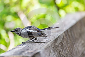 Bird (Oriental magpie-robin) in a nature wild