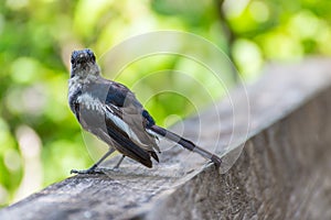 Bird (Oriental magpie-robin) in a nature wild