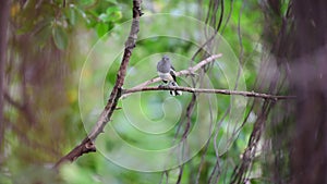 Bird Oriental magpie-robin in a nature wild