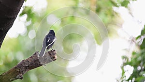 Bird Oriental magpie-robin in a nature wild