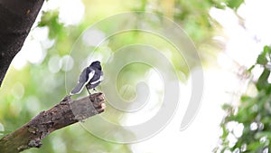 Bird Oriental magpie-robin in a nature wild