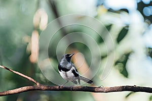 Bird Oriental magpie-robin in a nature wild