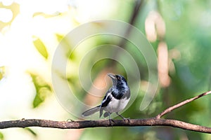 Bird Oriental magpie-robin in a nature wild