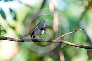 Bird Oriental magpie-robin in a nature wild