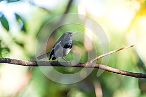 Bird Oriental magpie-robin in a nature wild