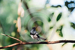 Bird Oriental magpie-robin in a nature wild