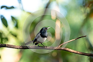 Bird Oriental magpie-robin in a nature wild