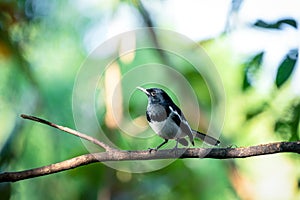 Bird Oriental magpie-robin in a nature wild