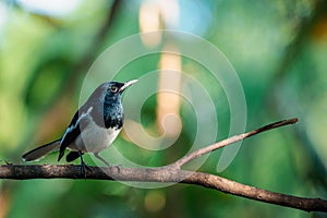 Bird Oriental magpie-robin in a nature wild