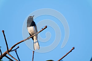 Bird Oriental Magpie-Robin perched on a branch in the sky background