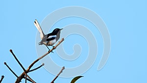 Bird Oriental Magpie-Robin perched on a branch in the sky background