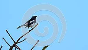 Bird Oriental Magpie-Robin perched on a branch in the sky background