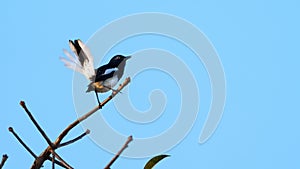 Bird Oriental Magpie-Robin perched on a branch in the sky background