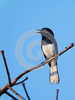 Bird Oriental Magpie-Robin Perched on a broken branch, it is singing