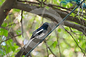 Bird (Oriental magpie robin) on a tree