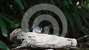 Bird Oriental magpie-robin on a tree