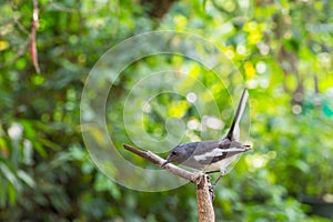 Bird (Oriental magpie-robin) on a tree