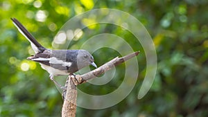 Bird (Oriental magpie-robin) on a tree