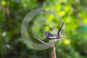 Bird (Oriental magpie-robin) on a tree
