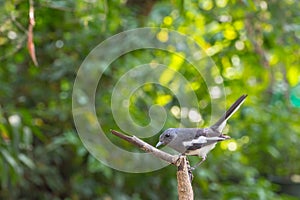 Bird (Oriental magpie-robin) on a tree