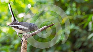 Bird (Oriental magpie-robin) on a tree