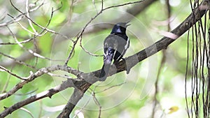 Bird Oriental magpie-robin on a tree