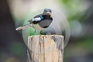 Bird (Oriental magpie-robin) in a wild