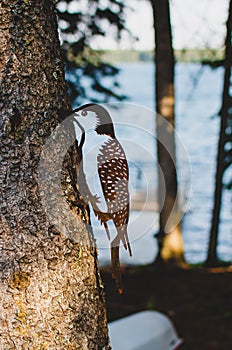 Bird ornament attached to the tree