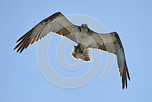 The bird is an Osprey with a fish in its talons.