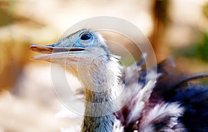 Bird ostrich and Blur background. Struthio camelus. Smiling bird.