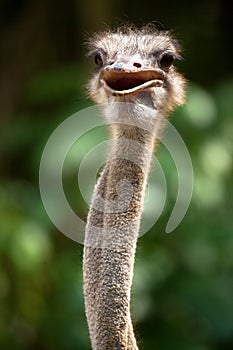 Bird: An Ostrich (Struthio Camelus)