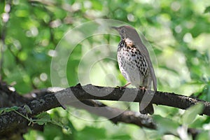 Bird ouzel on a branch