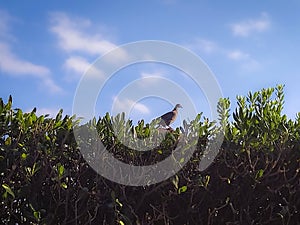 Bird over bush plants at sunny sky background