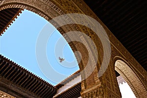 Bird over La Alhambra