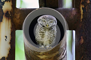 Bird, Owl, Spotted owlet Athene brama