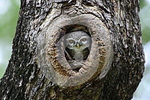 Bird, Owl, Spotted owlet Athene brama