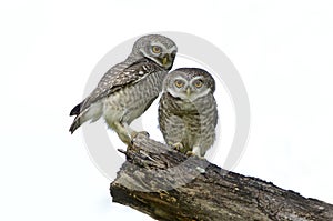 Bird, Owl, Spotted owlet Athene brama