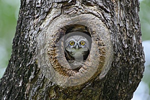 Bird, Owl, Spotted owlet Athene brama