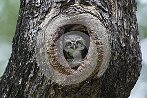 Bird, Owl, Spotted owlet Athene brama